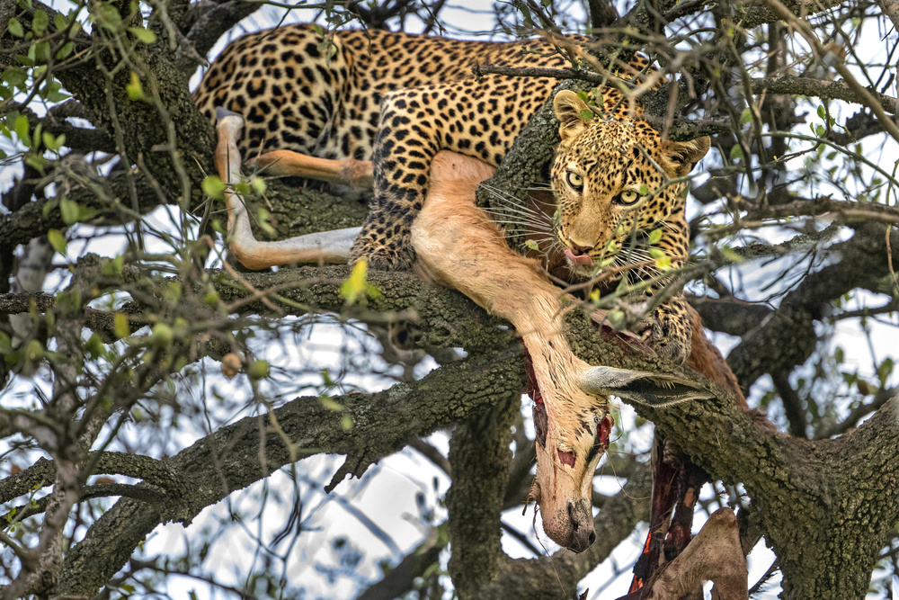 Leopard with prey a Xavier Ortega