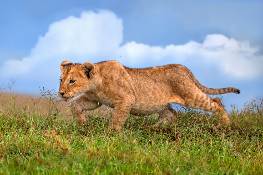 Lion cub on the prowl a Xavier Ortega