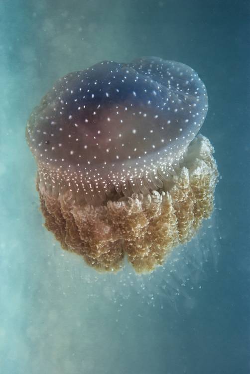 Jellyfish - Phylorhiza punctata a Yaron Halevy