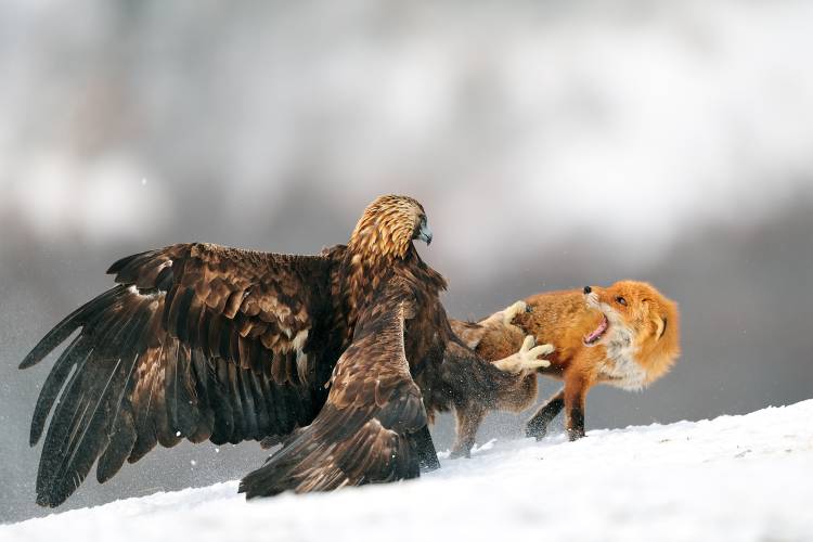 Golden eagle and Red fox a Yves Adams