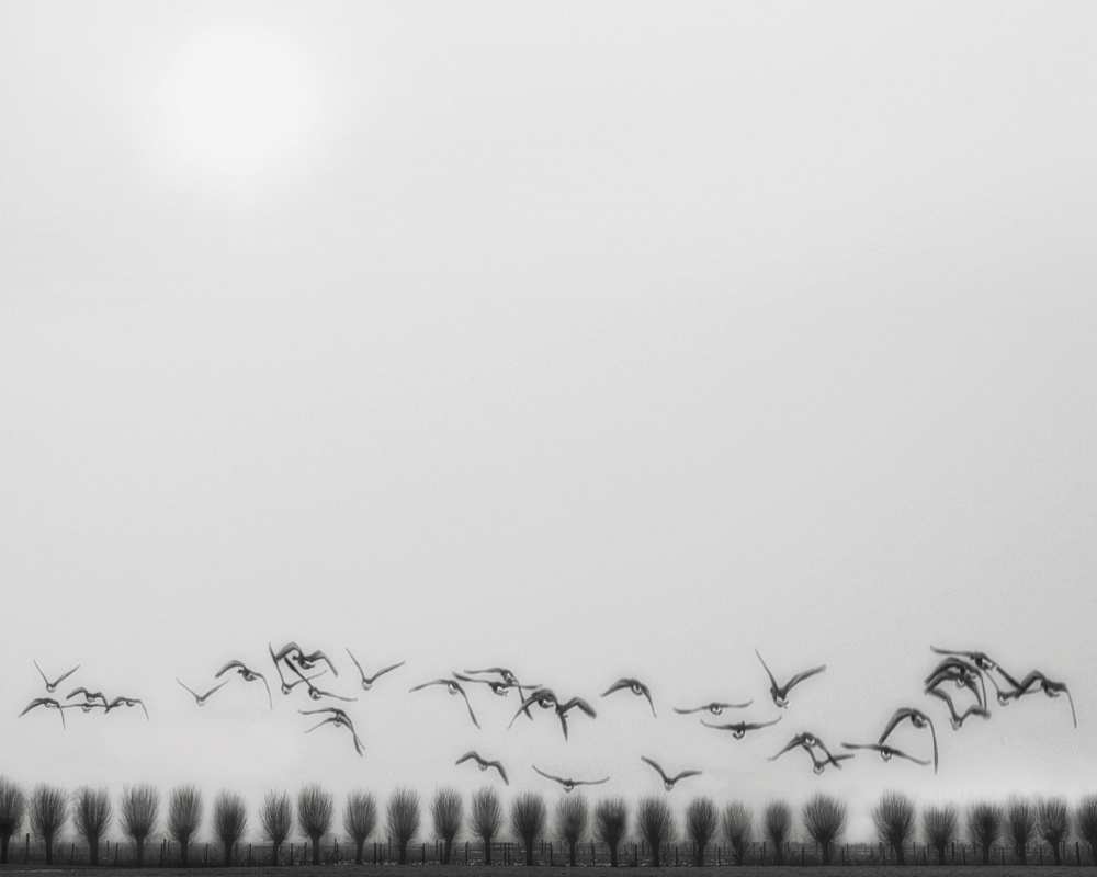 Seagulls over the fields a Yvette Depaepe